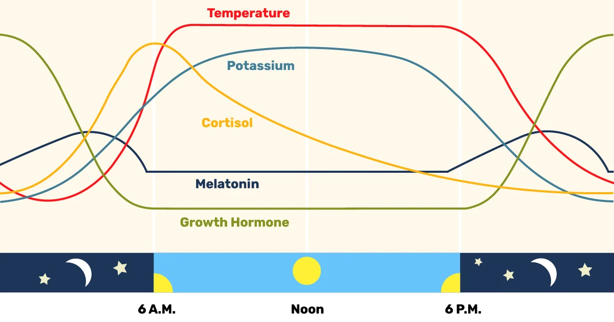 A graph shows daily fluctuations of temperature, potassium, cortisol, melatonin, and growth hormone from 6 A.M. to 6 P.M., with icons indicating day and night. Each variable is represented by a different colored line.