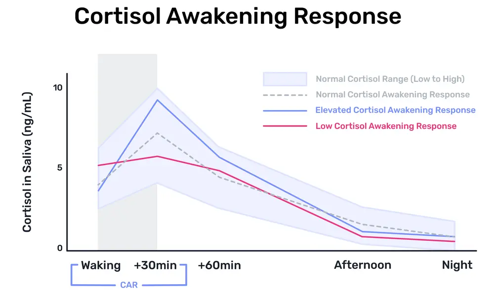 Chart showing cortisol awakening response patterns comparing elevated, low, and normal CAR levels from waking through night