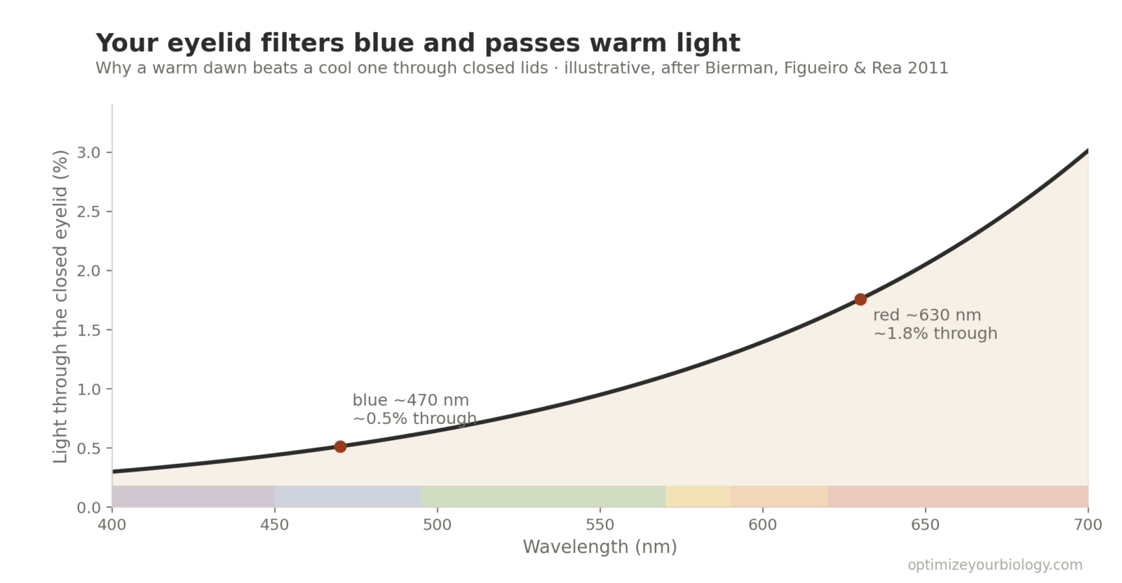 Chart showing eyelid light transmission by wavelength: blue light 0.5% vs red light 1.8% passes through closed eyelids